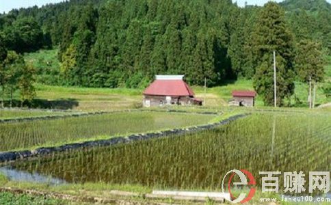 种植种什么赚钱?来种豆类!年入百万! 第1张